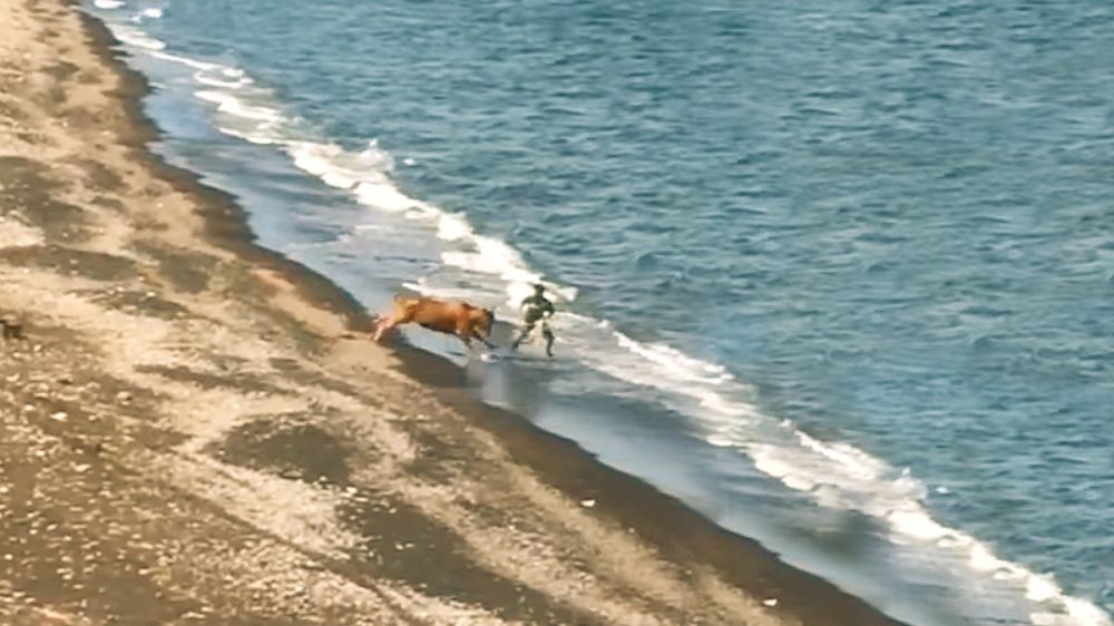 Un toro embiste a un pescador y lo lanza al mar