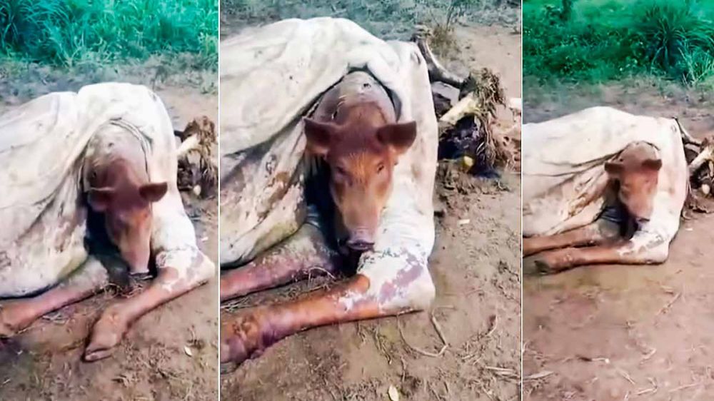 Un jabalí atrapado en los restos de una vaca