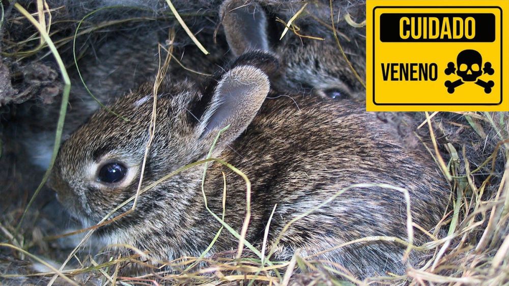 Envenenarán a los conejos para reducir sus poblaciones