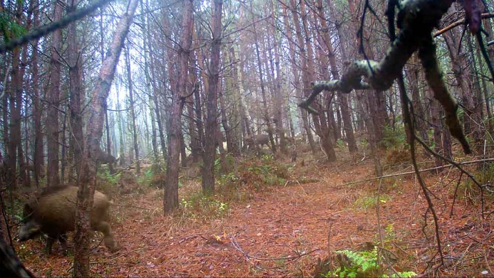 Hora punta en el bosque: muchos jabalíes y aún más ciervos