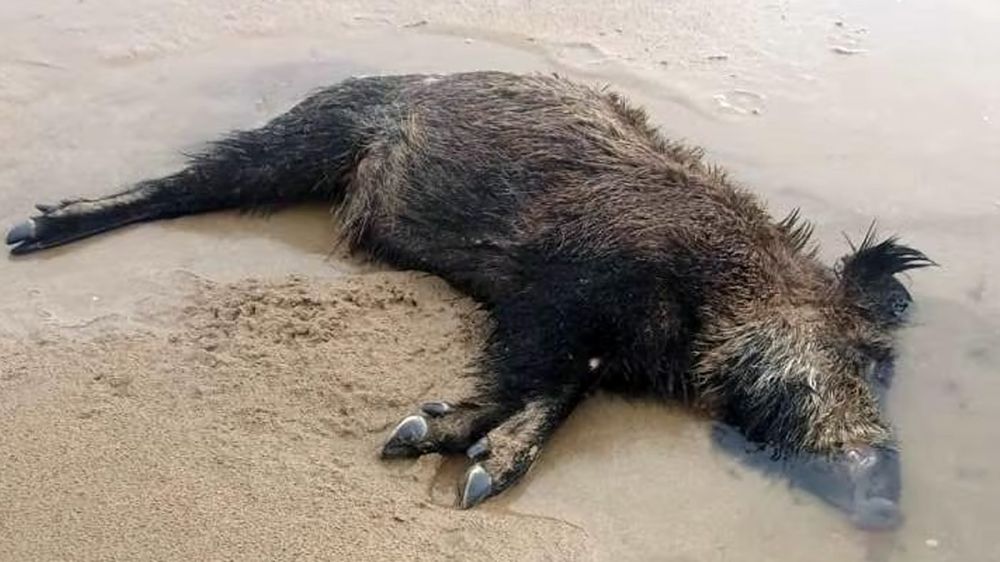 Los jabalíes también se ahogan: aparece uno muerto en una playa de Laredo