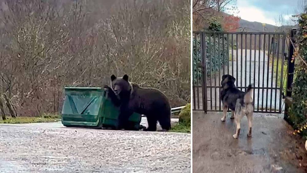 Un oso pardo busca alimento en un contenedor de basura a las puertas de una vivienda