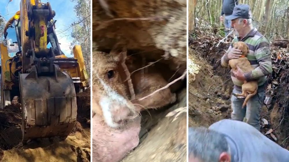 Cazadores mueven toneladas de tierra y piedras para salvar una de sus perras de caza