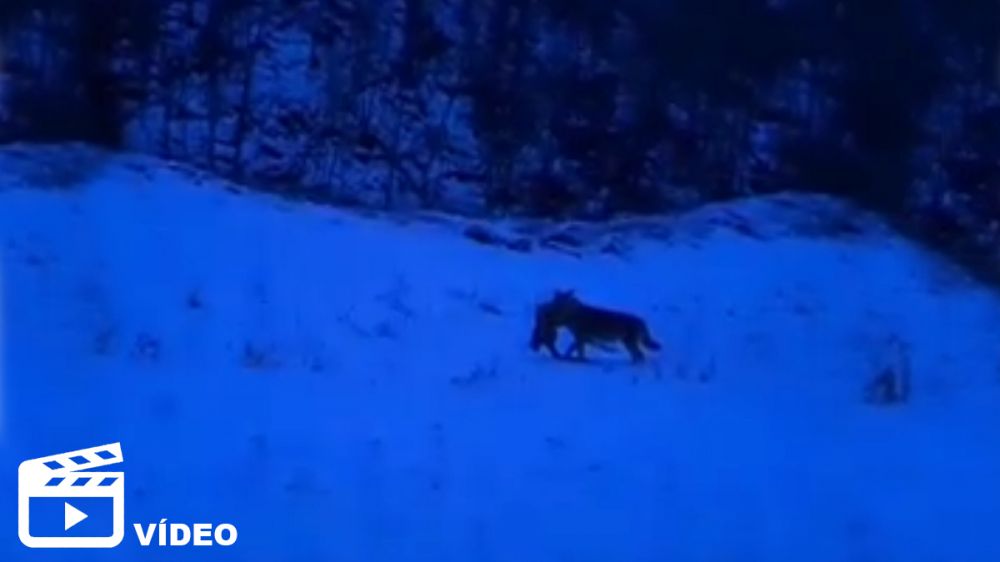 Este lobo acaba de cazar un corzo
