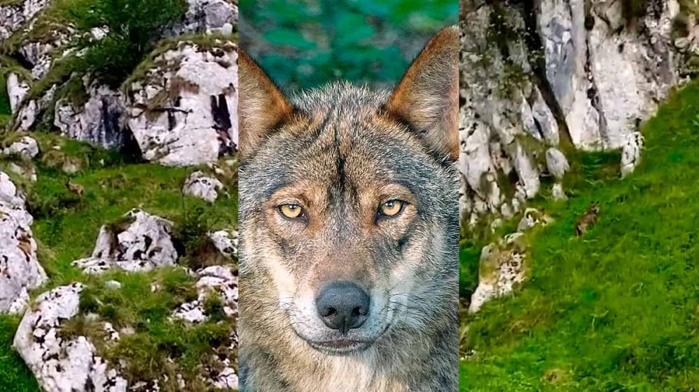 El pan de cada día de los ganaderos asturianos: una manada de lobos ataca un rebaño