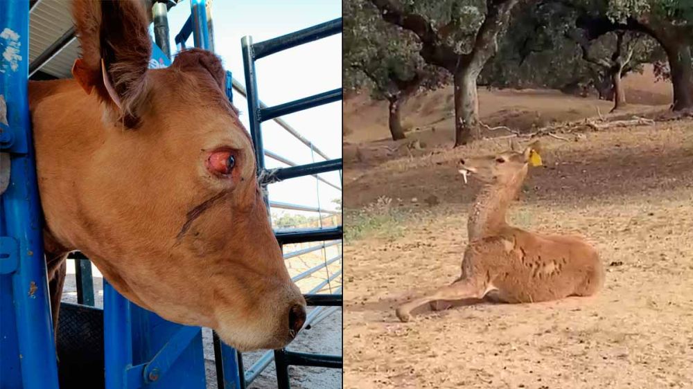 Sevilla y Huelva: nuevos focos de la EHE, la enfermedad que afecta al ganado y mata a los ciervos