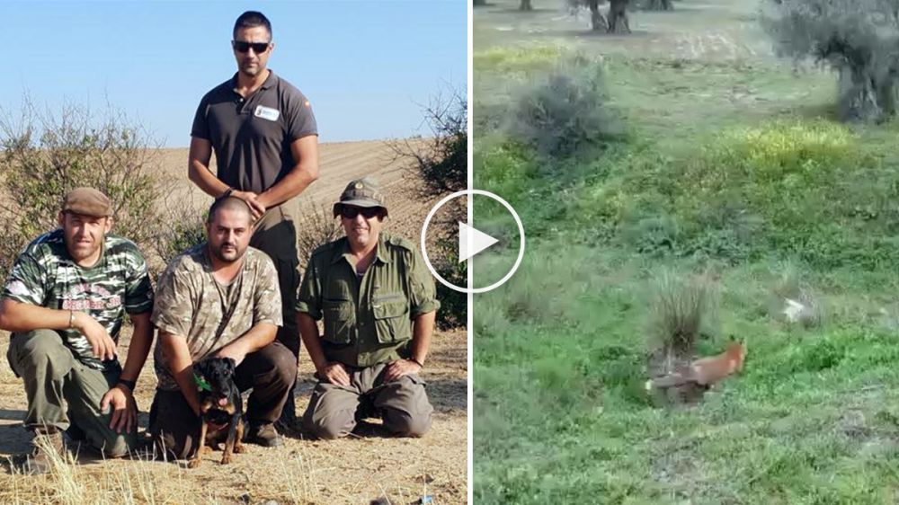 Caza del zorro en madriguera con jagd terrier: riesgos y satisfacciones