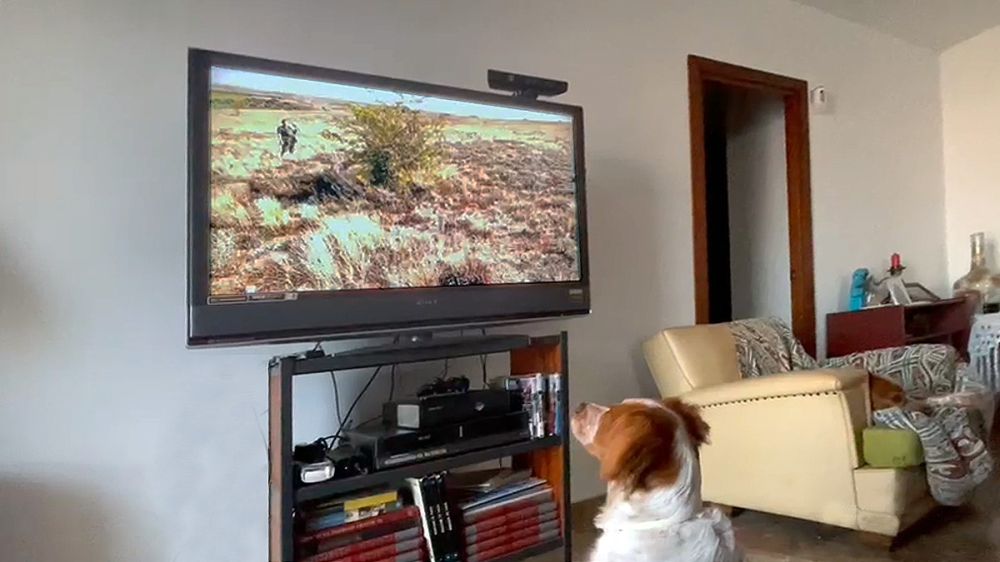 Un perro de caza se resiste a dar por finalizada la temporada de caza recordando lances en la televisión