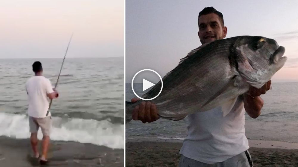 En vídeo: así se pescó esta dorada de récord con 7,87 kilos