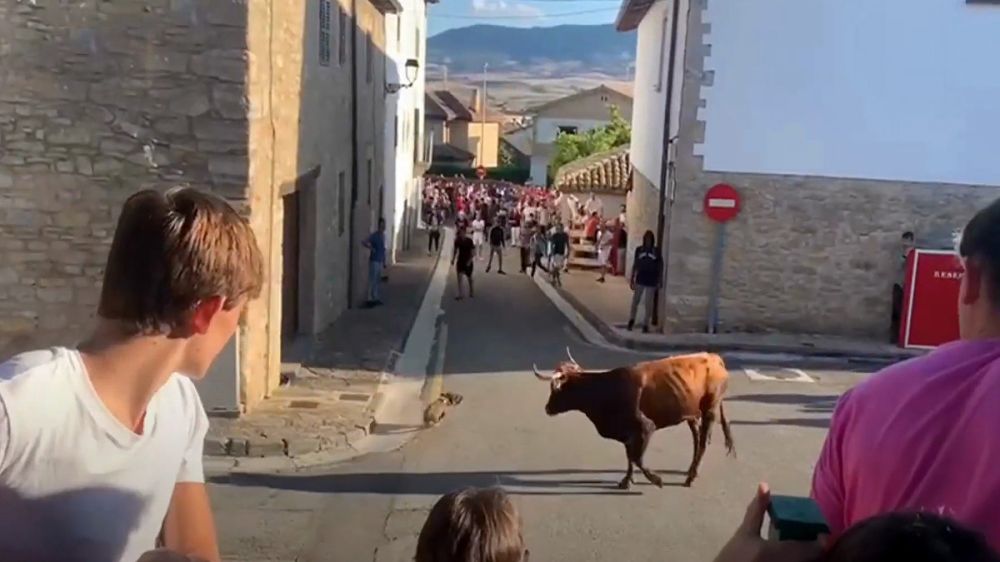 Un pequeño teckel se enfrenta a una vaquilla en un encierro en Navarra