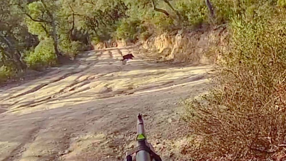 La caza del jabalí en batida grabada con una cámara GoPro