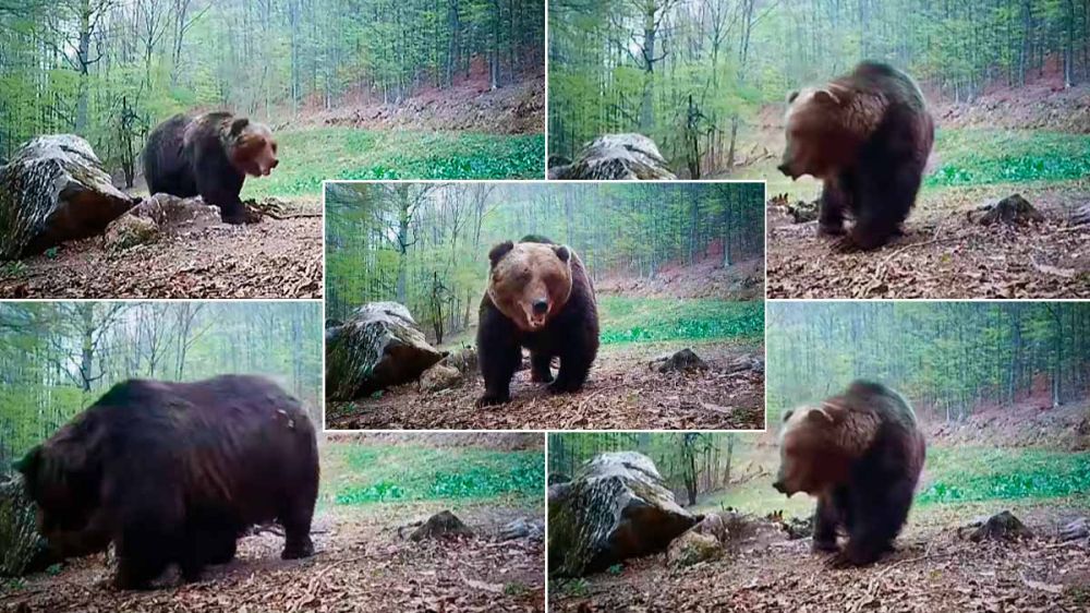 Un oso gigante es captado por una cámara de fototrampeo