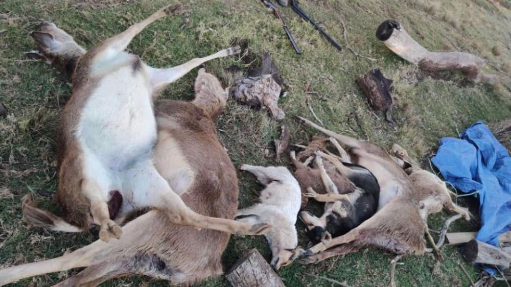 Perros asilvestrados diezman los ciervos de una granja de cría