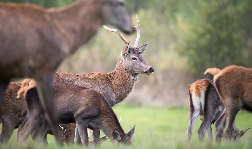 Los cazadores de Cieza luchan para frenar el exterminio del ciervo y el control de hembras gestantes
