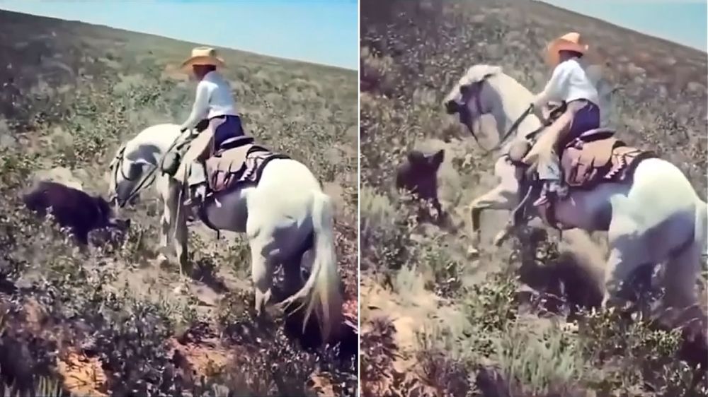 Un caballo le da una paliza a un jabalí