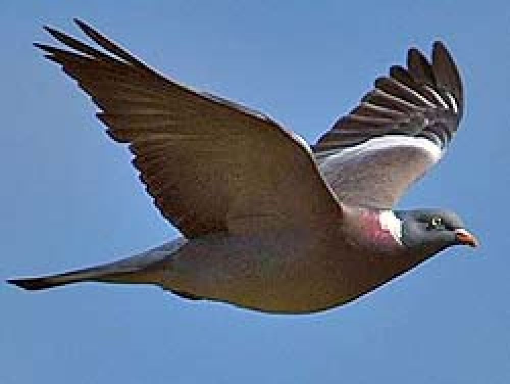 Ecologistas en Acción denuncia la caza ilegal de miles de palomas