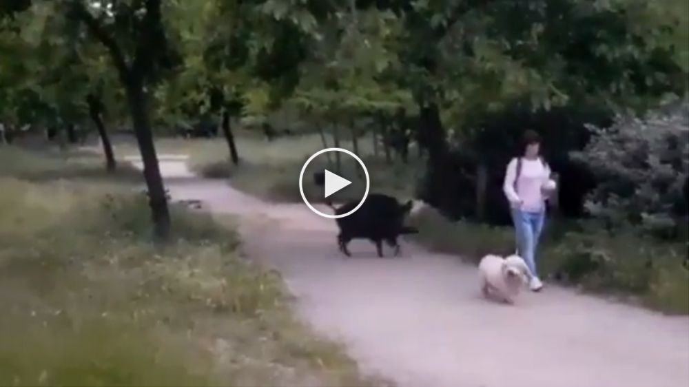 Mujer aterrorizada al pasear con su perro y ser acosada por una enorme hembra de jabalí