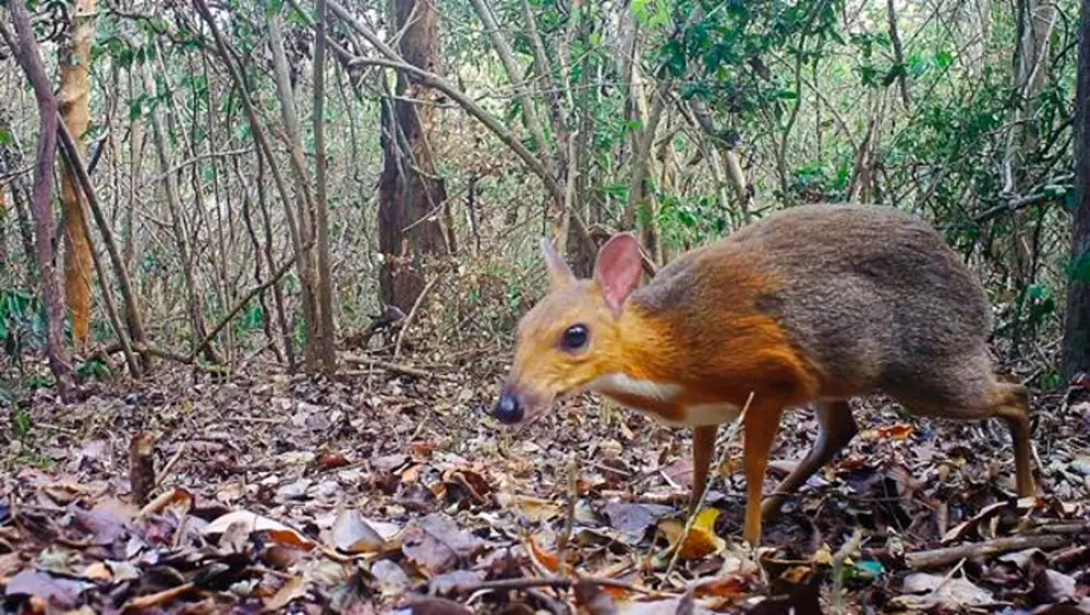 Se creía extinto: redescubren el ciervo ratón vietnamita