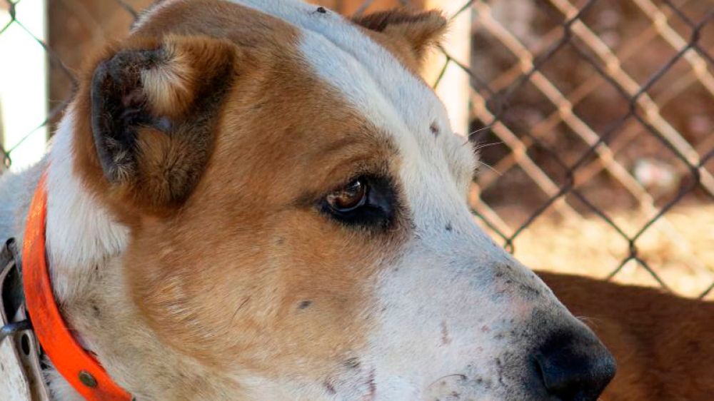 Condenado a un año de cárcel por cortar orejas a 30 perros sin certificado