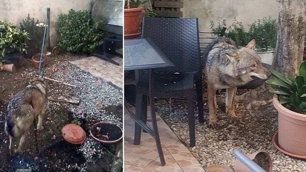 Un lobo destroza el patio de una vivienda