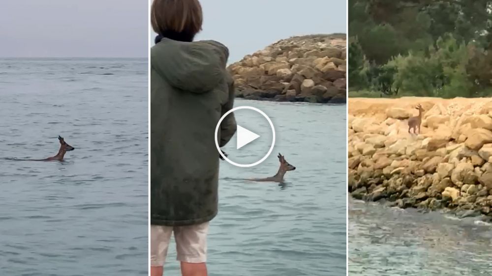 Un corzo sorprende a un pescador en saliendo a nado de mar adentro