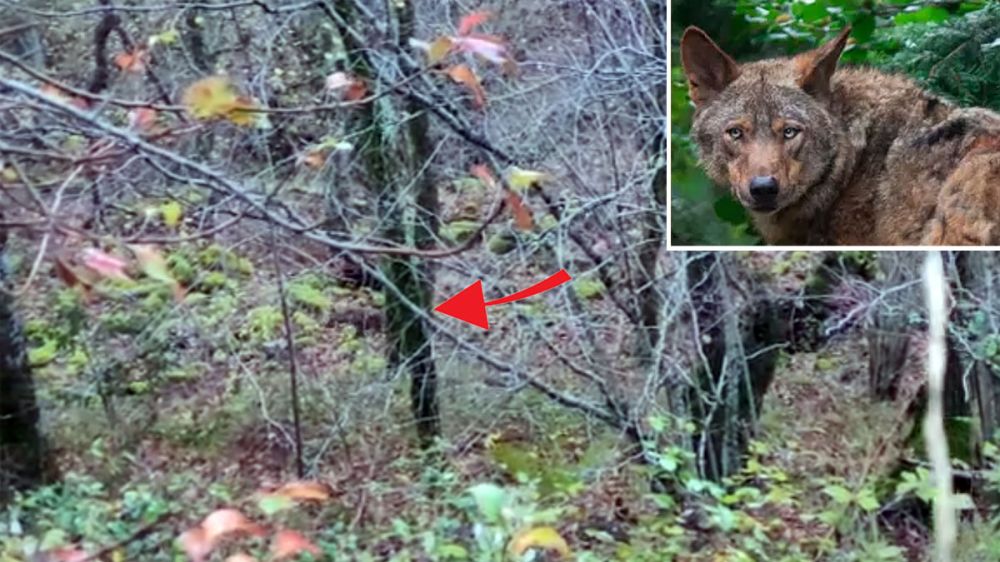 Un lobo solitario acecha a dos cazadores de becadas y a sus perros