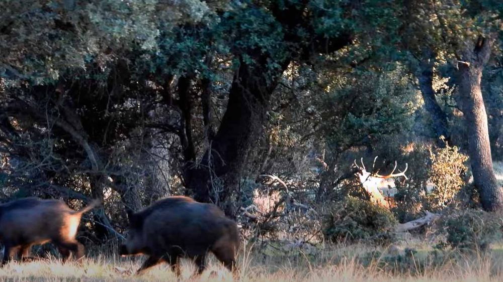 Un impresionante ciervo expulsa a una piara de jabalíes de las cercanías de su harén