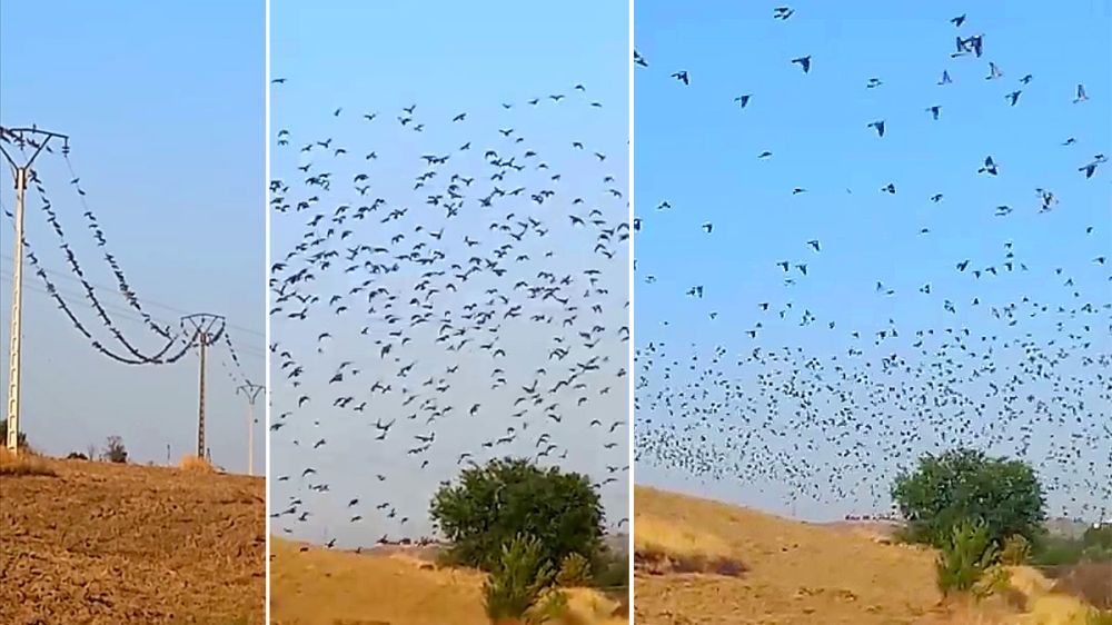 Las palomas torcaces cubren los cielos de varias zonas de la Península