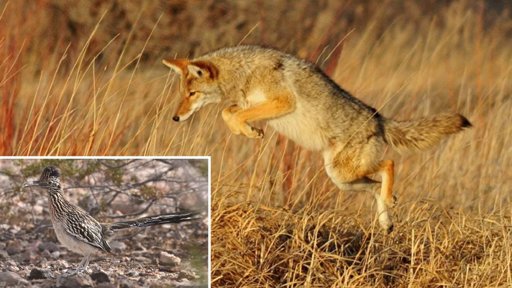 Graba a un coyote persiguiendo a un correcaminos, igual que en los míticos dibujos animados