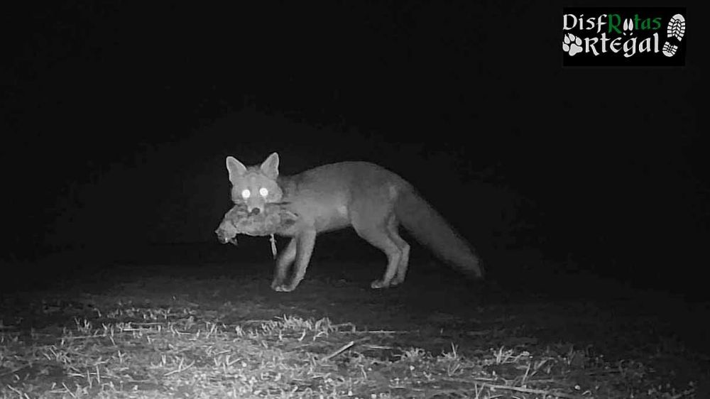 Un zorro ha cazado una becada y posa para la foto