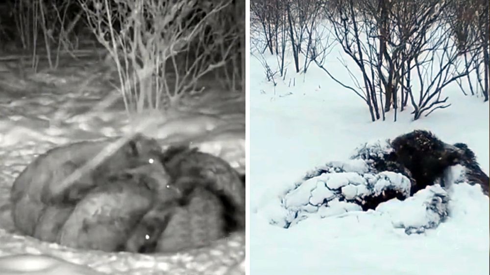 Un vídeo muestra cómo sobreviven los jabalíes al frío extremo