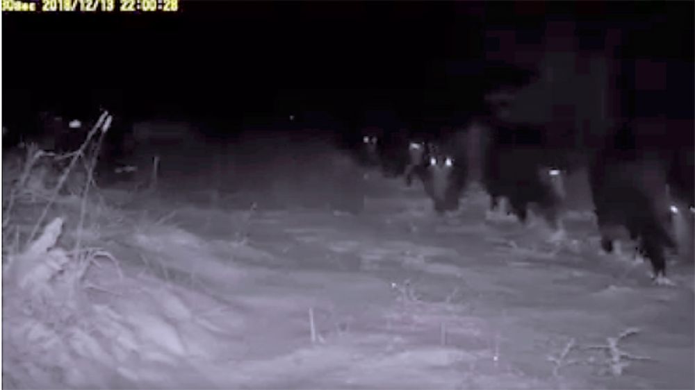 Se hace viral un vídeo de unos jabalíes perseguidos por lobos