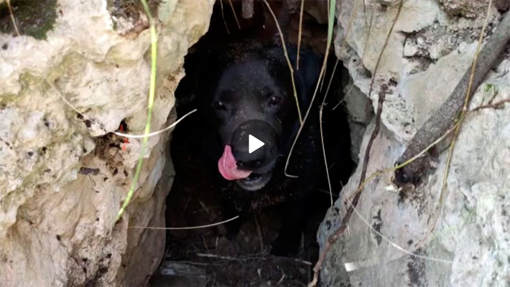 Un cazador salva la vida de un perro perdido durante seis días y que había caído en una profunda grieta