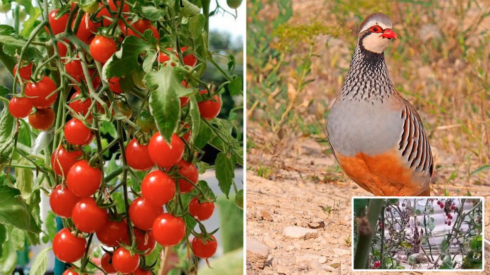 Perdices rojas como insecticida ecológico en huertas de tomate