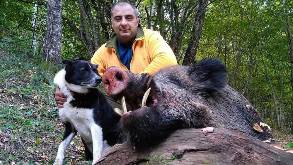 Caza al salto de grandes jabalíes con osos de Carelia y laikas ruso-europeos