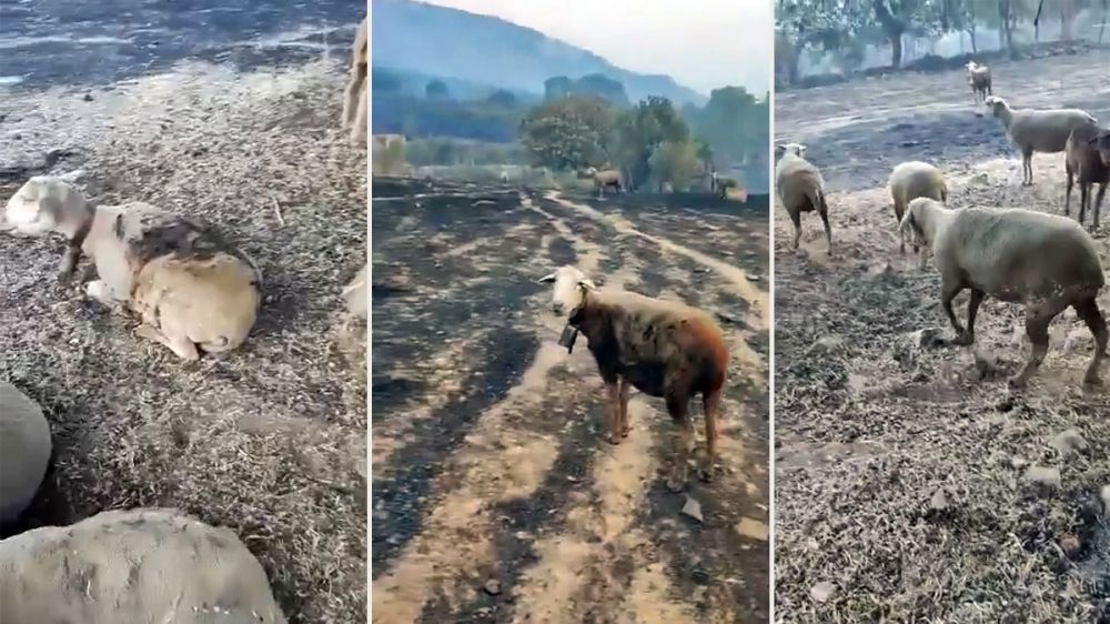 No solo se quema el monte, el sobrecogedor vídeo de un rebaño de ovejas en un terreno calcinado