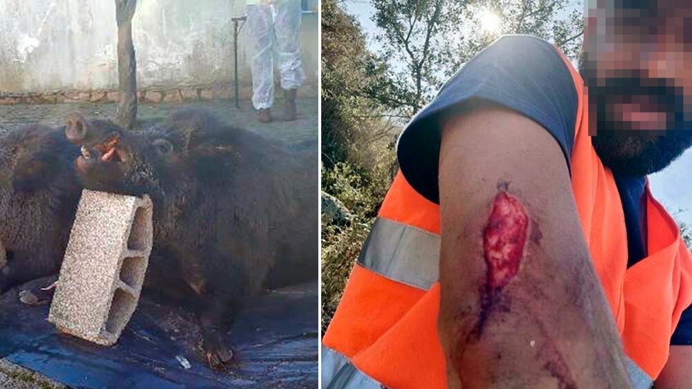 Un perrero, herido por un enorme jabalí de 130 kilos
