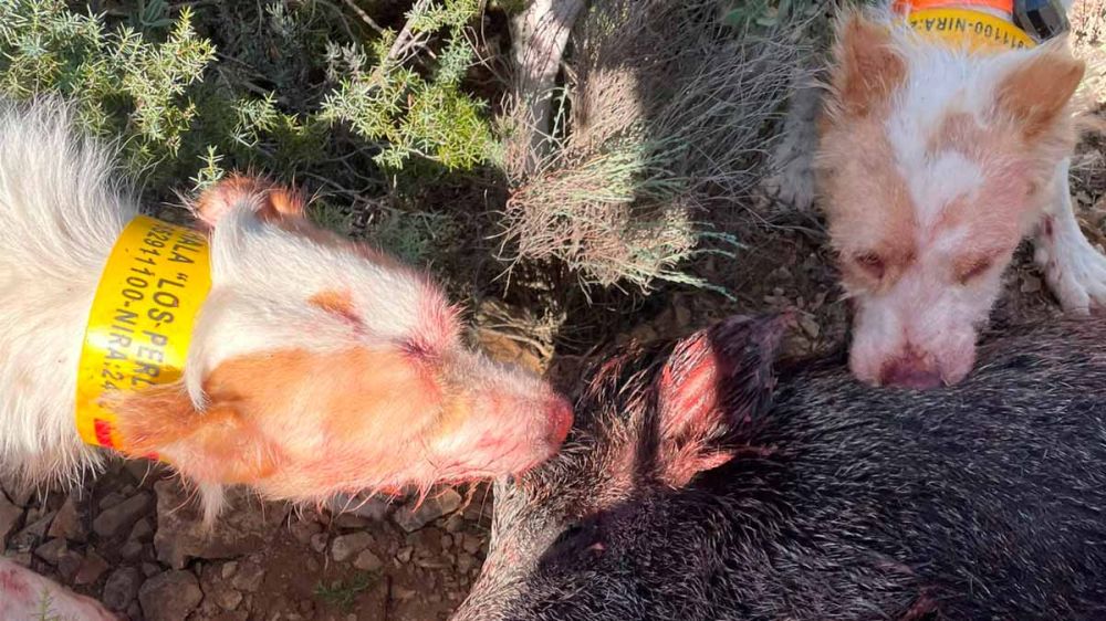 Nueve perros de caza mueren en la provincia de Granada tras infectarse de Aujeszky
