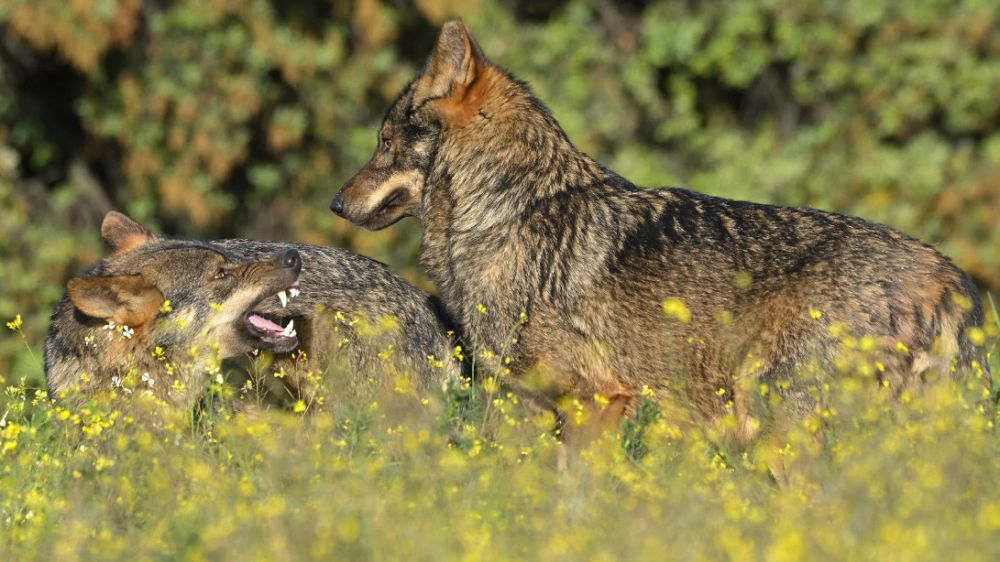 El Tribunal Constitucional apoya la protección total del lobo y tumba su caza en Castilla y León