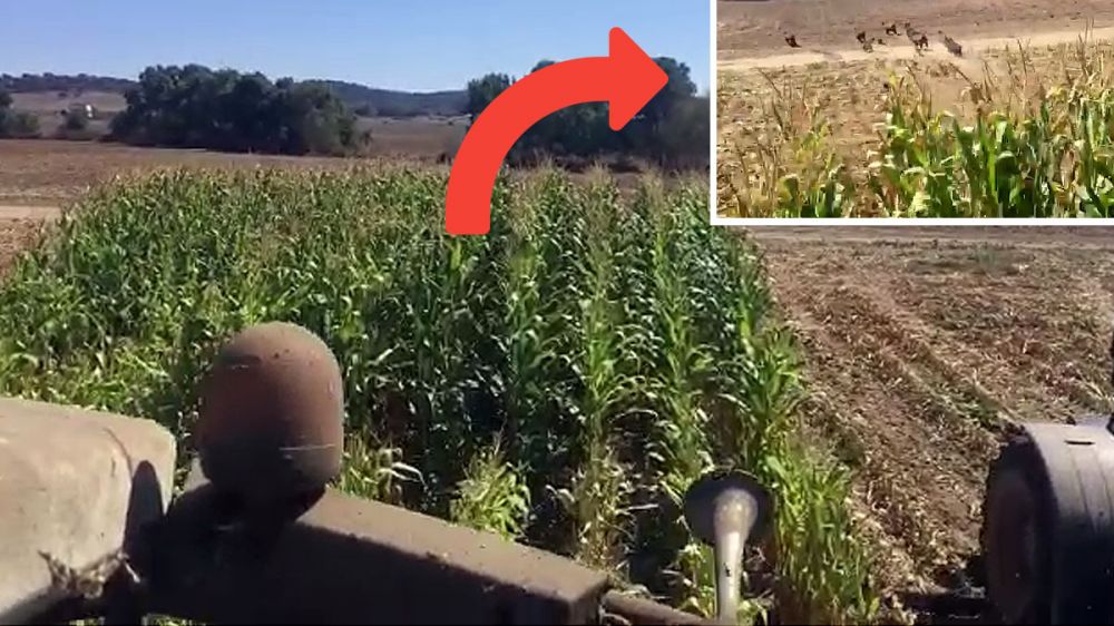 El agricultor graba cómo unos jabalíes aguantan en el maíz que está cosechando hasta casi ser atropellados