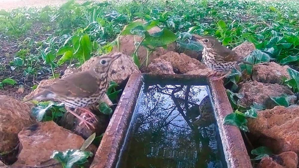 Estos vídeos demuestran que los zorzales visitan los bebederos instalados por los cazadores