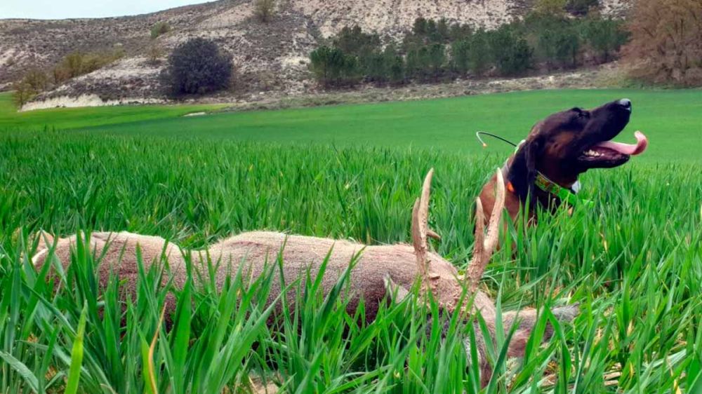 Perros de rastro para encontrar animales heridos: en España, los cazadores disponemos de AEPES
