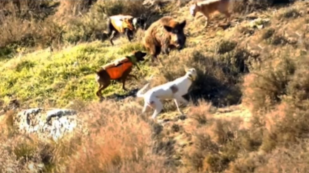 La caza del jabalí en montería con el grupo ‘Solo Jabalí’