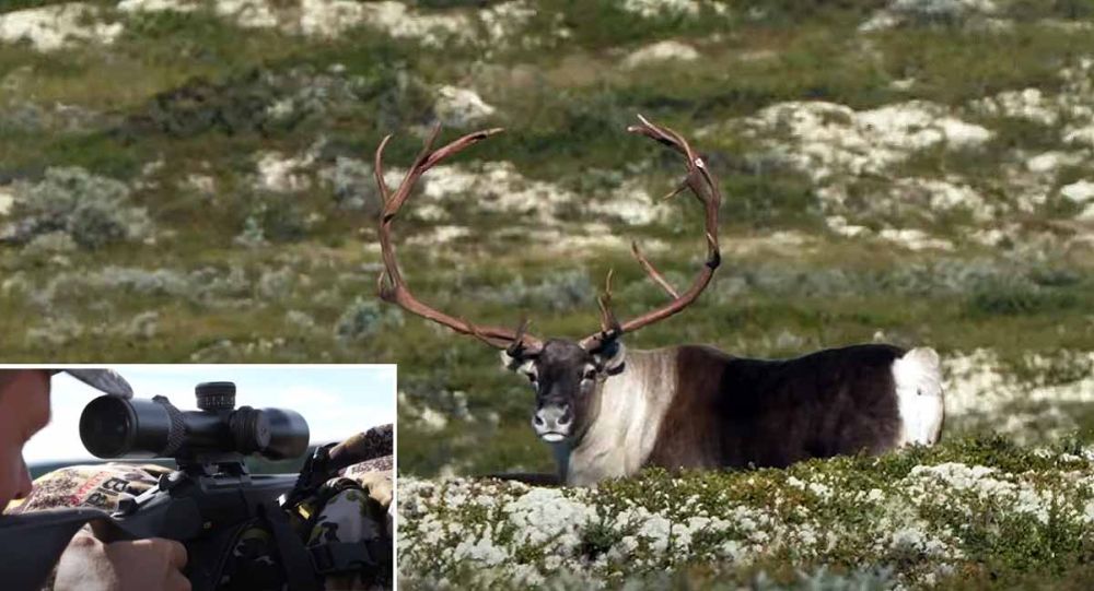 Vamos a Noruega a cazar el reno con Blaser