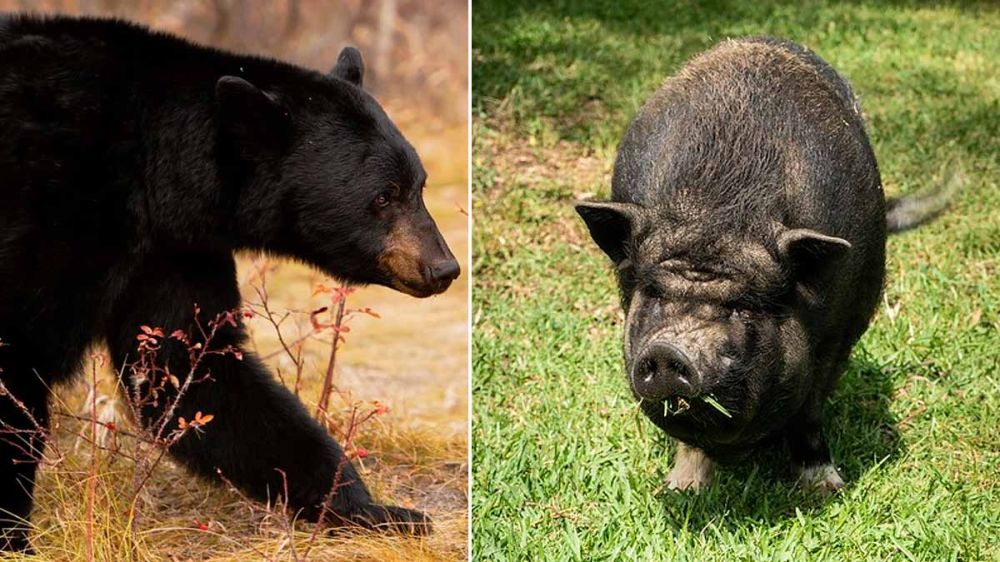En vídeo: un cerdo vietnamita planta cara y ahuyenta a un oso