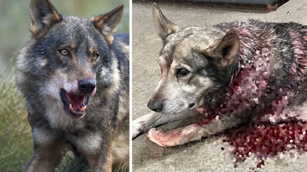 Este perro pastor de 15 años se debate entre la vida y la muerte tras ser atacado por los lobos a las puertas de la vivienda de su propietario