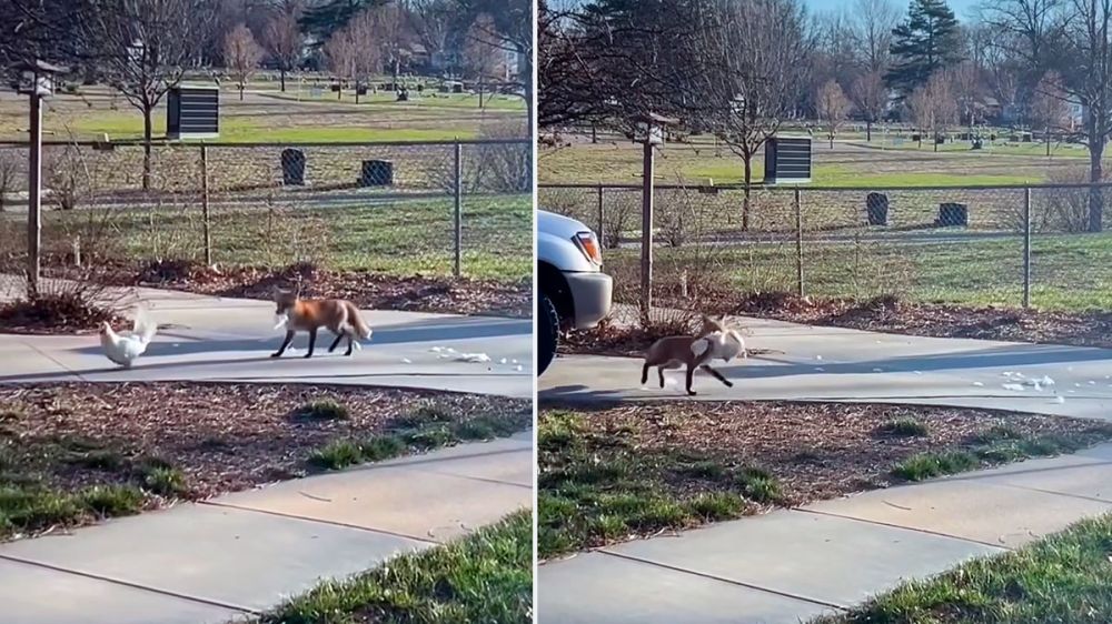 En vídeo: el impactante ataque de un zorro a una gallina un tanto despistada