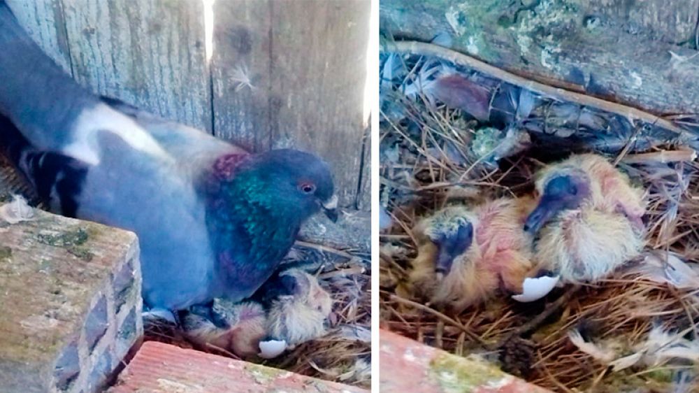 «Iban a destruir el nido»: un cazador salva dos huevos de torcaz y consigue sacarlos adelante