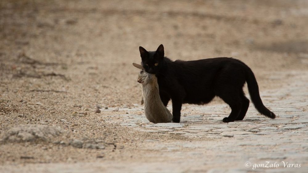 Los gatos domésticos en la Red Natura suponen un alarmante problema para la fauna silvestre