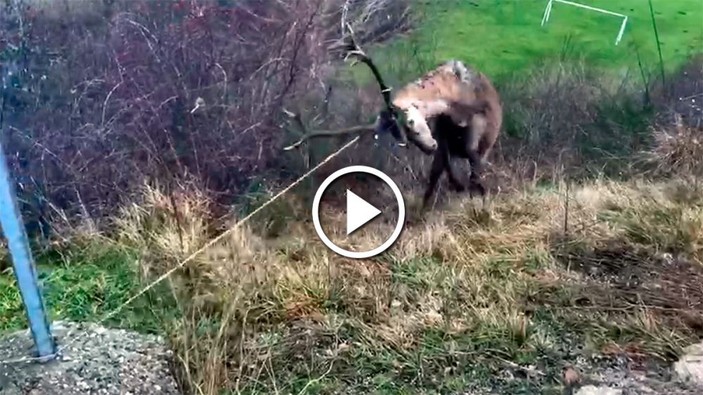 Una cámara capta el momento en el que un ciervo muda su cornamenta